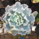 Echeveria Shaviana Peregrina