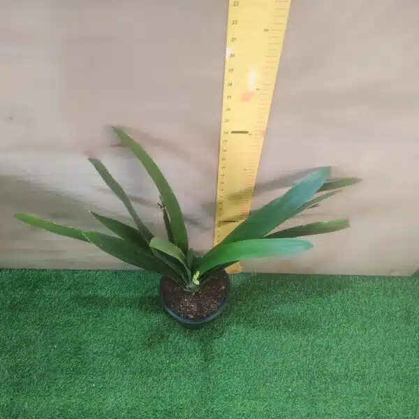 Clivia Miniata (Bush Lily) Light Orange - Plant - Image 6