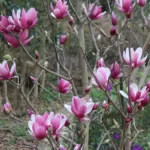 Magnolia Liliiflora Obovata Purpurea