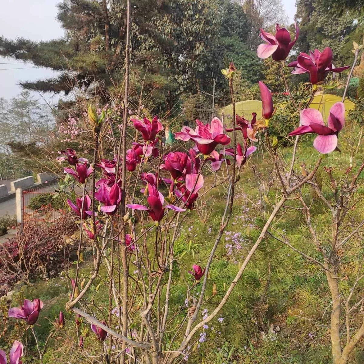 Magnolia Liliiflora Nigra (Dark Chocolate) - Luxurious and Intense Flavors - Image 6