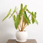 Philodendron Billietiae