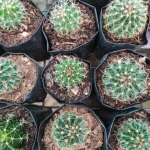 Cactus