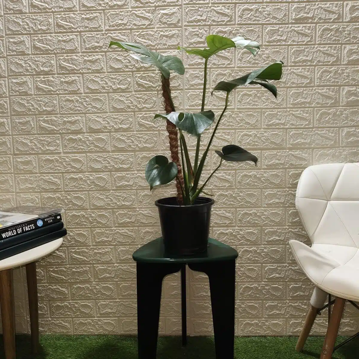 Monstera Deliciosa - Image 6