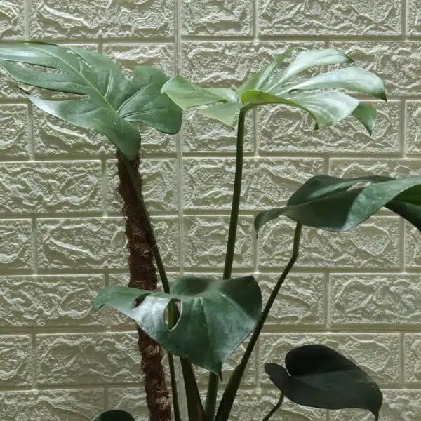 Monstera Deliciosa - Image 11