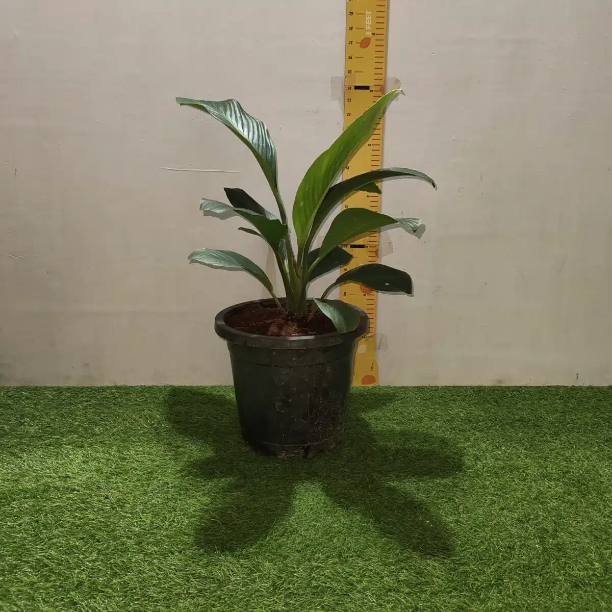 Spathiphyllum wallisii 'Sensation'(Giant Peace Lily) - Image 14