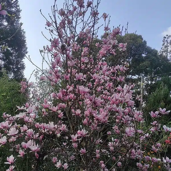 Magnolia x Soulangeana - Beautiful Flowering Tree for Your Garden - Image 13