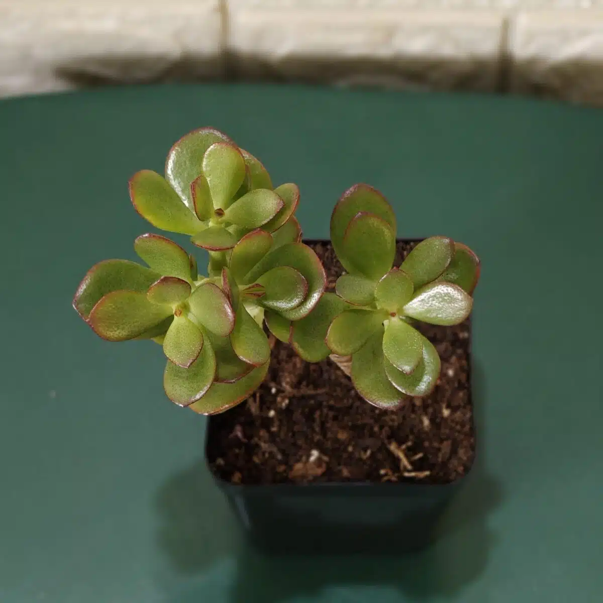 Kuberaksha 'Crosby's Compact' (Crassula ovata Red Dwarf Jade) - Image 4