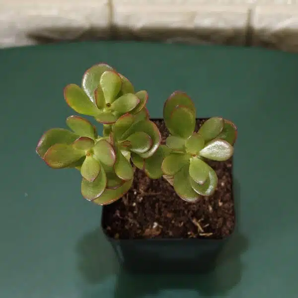 Kuberaksha 'Crosby's Compact' (Crassula ovata Red Dwarf Jade) - Image 4