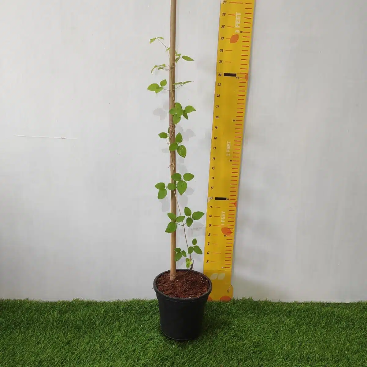 Clematis (Random Color) - Image 2