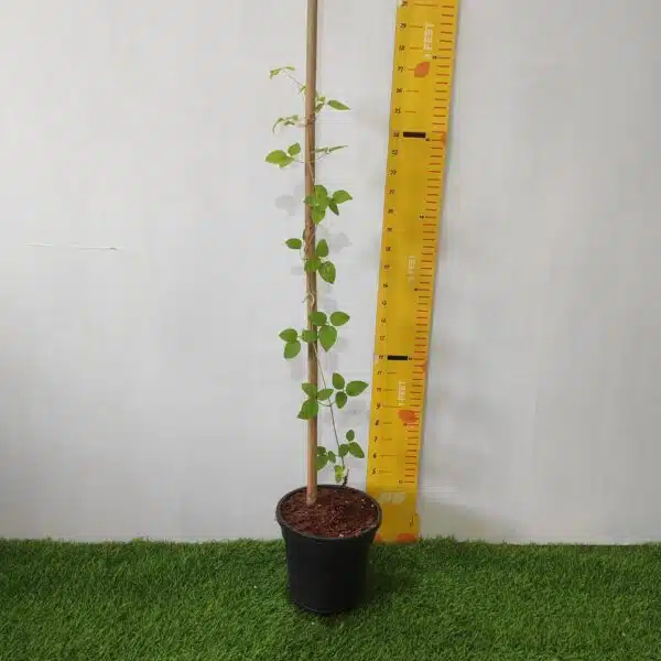 Clematis (Random Color) - Image 2