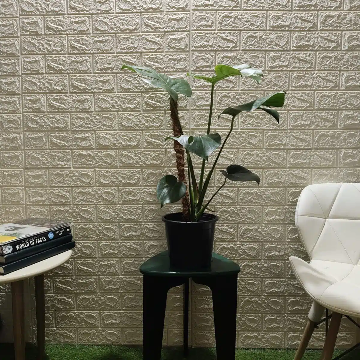 Monstera Deliciosa - Image 8