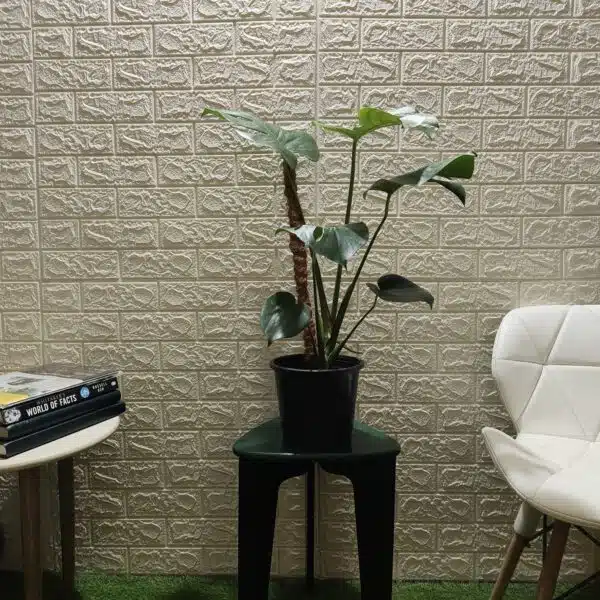 Monstera Deliciosa - Image 8