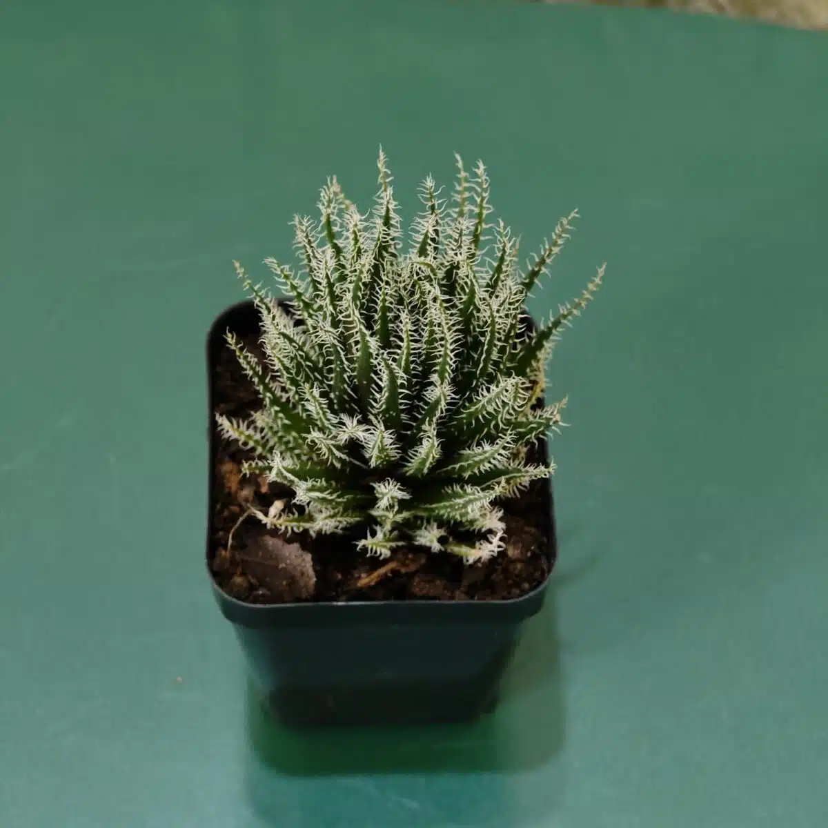 Buy Aloe 'Haworthioides' - Unique Indoor Succulent Plant - Image 3