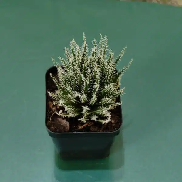 Buy Aloe 'Haworthioides' - Unique Indoor Succulent Plant - Image 3