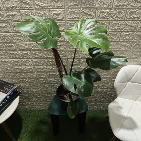 Monstera Deliciosa - Image 3