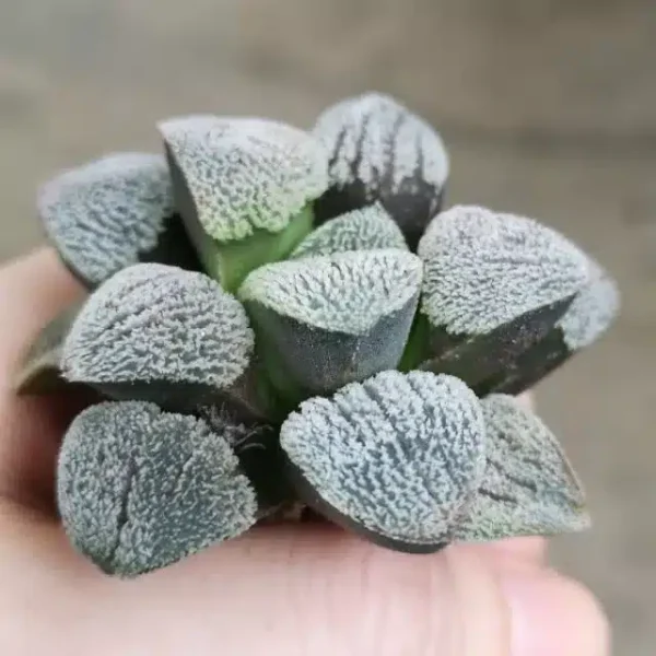 Haworthia Pygmiya Super White - Image 3