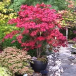 Red Maple (Acer Palmatum Bloodgood)