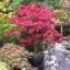maple tree in india
