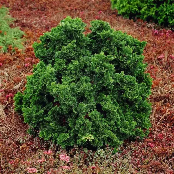 Dwarf Hinoki Cypress (Chamaecyparis obtusa 'Nana Gracilis') - Image 3