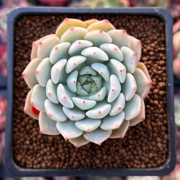 Echeveria White Zaragoza - Stunning Blue Succulent with Pink-Orange Flowers