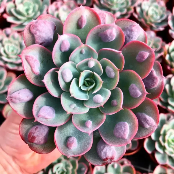 Echeveria Raindrops (wright) - Image 3