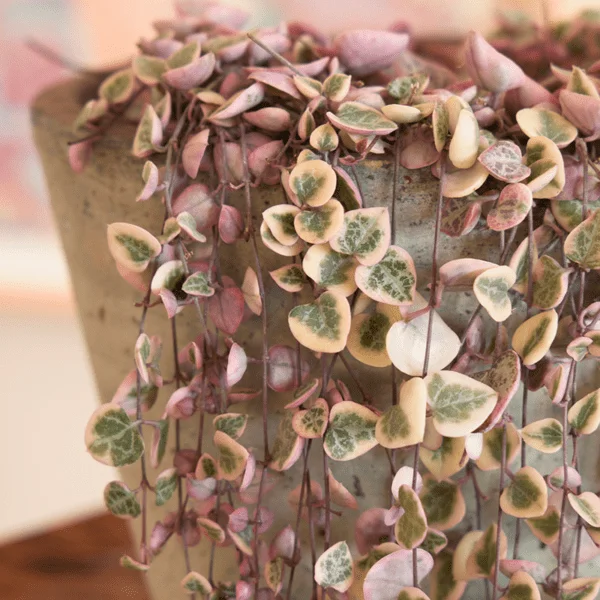 Variegated String of Heart (Ceropegia Woodii f. variegata) - Image 2