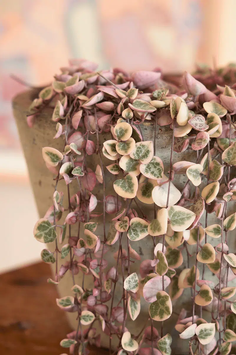 Variegated String of Heart (Ceropegia Woodii f. variegata) - Image 2