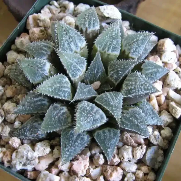 Haworthia Emelyae Var. Major
