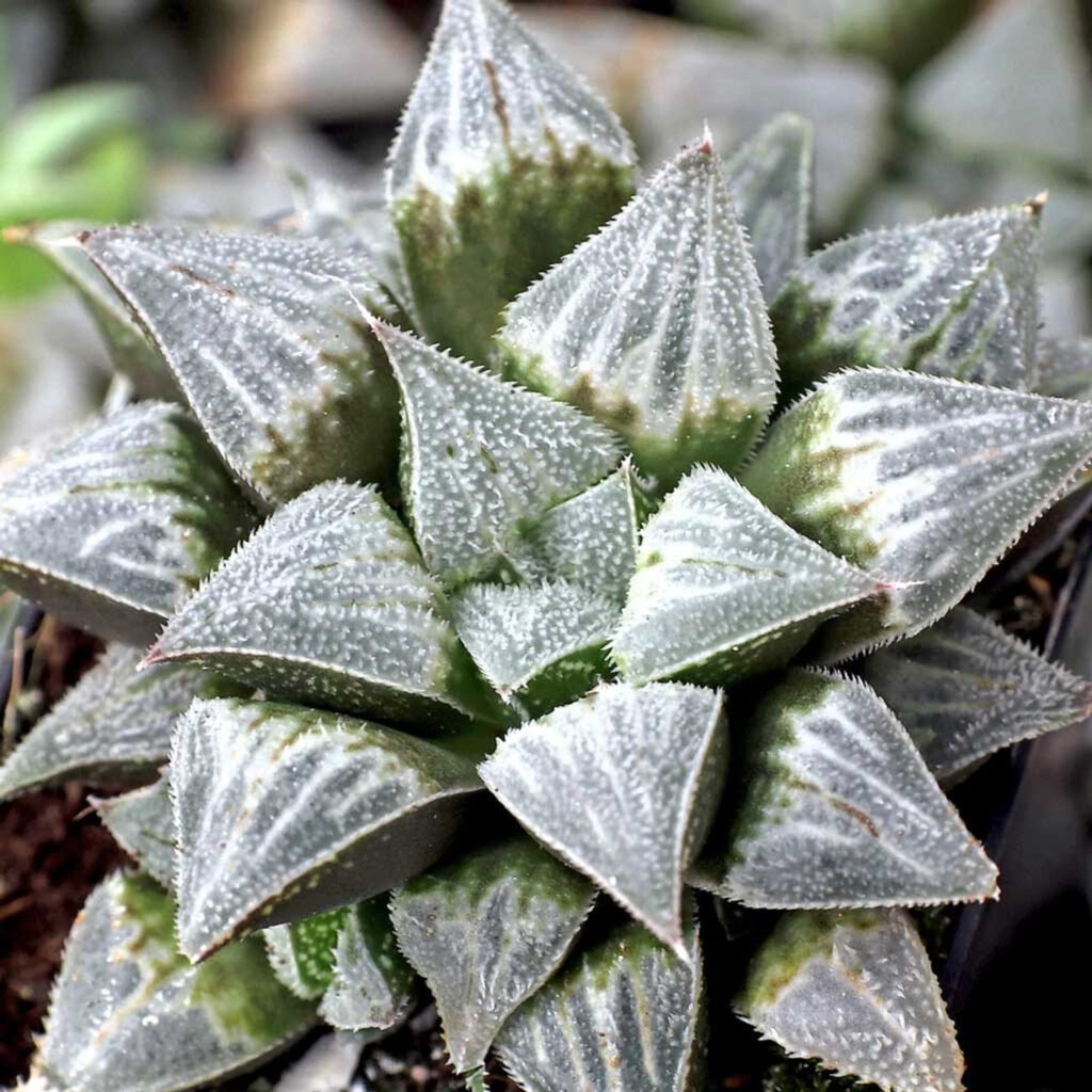 Haworthia Emelyae Var. Major - Plantshub