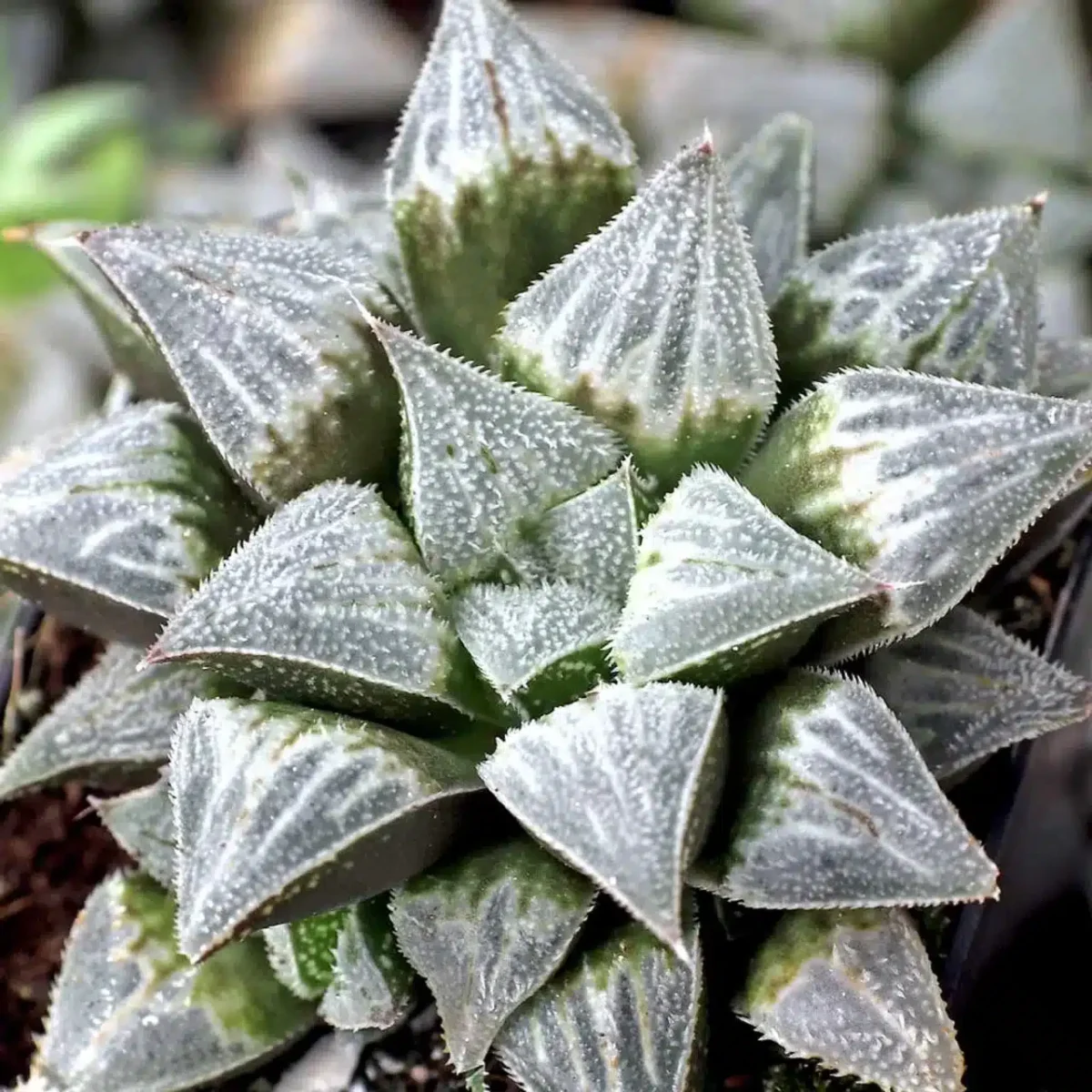 Haworthia Emelyae Var. Major - Image 3