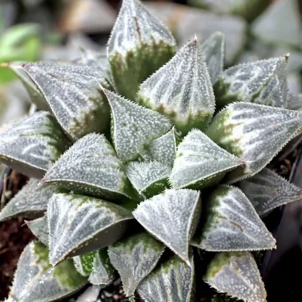 Haworthia Emelyae Var. Major - Image 3
