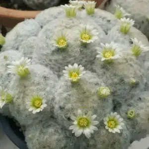 Mammillaria Plumosa (Feather Live Cactus)