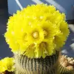 Parodia Leninghausii