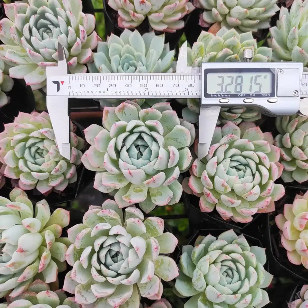 Echeveria White Zaragoza - Stunning Blue Succulent with Pink-Orange Flowers - Image 2