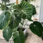 Philodendron Gloriosum - Tropical Plant with Stunning Veining Patterns