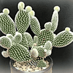 Opuntia microdasys var. albospina 'White Bunny Ears'