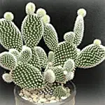 Opuntia microdasys var. albospina 'White Bunny Ears'