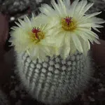 Notocactus Scopa V.Albipinus