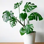 Monstera Deliciosa