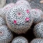 Mammillaria Parkinsonii