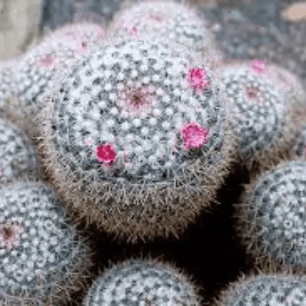 Mammillaria Parkinsonii plant