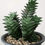 Haworthia Viscosa