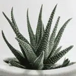 Haworthia Fasciata Concolor