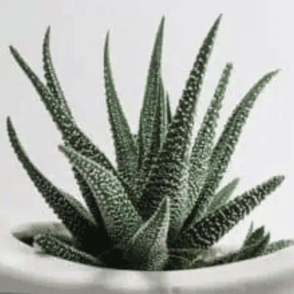 Haworthia Fasciata Concolor plant