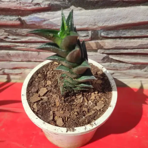 Haworthia Viscosa - Image 2