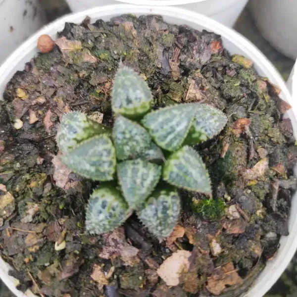 Haworthia Emelyae Var. Major - Image 2