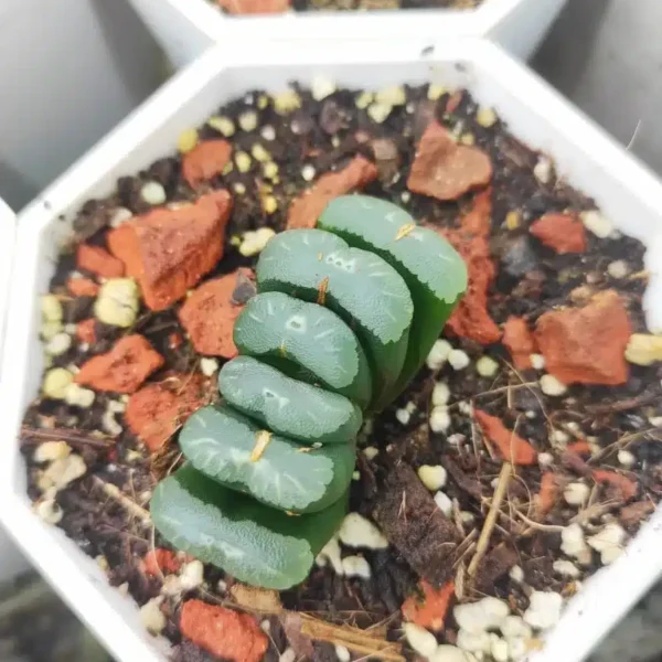 Haworthia Truncata Liliaceae - Image 3
