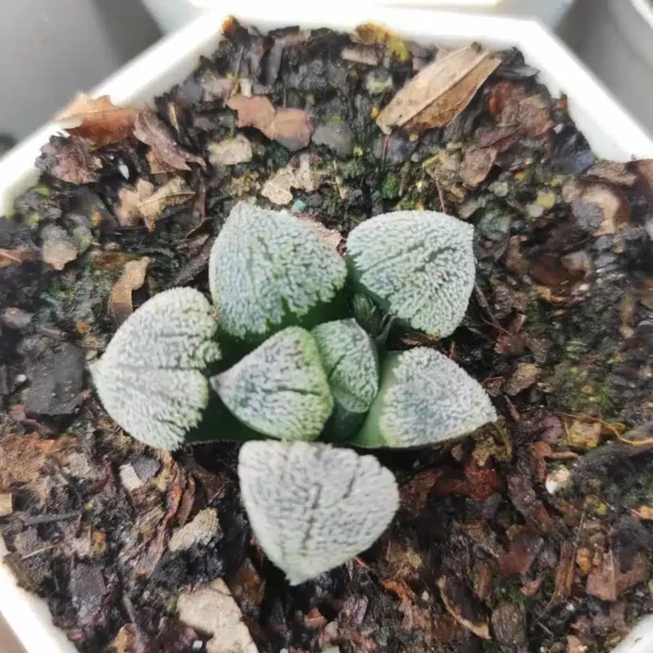 Haworthia Pygmiya Super White - Image 2