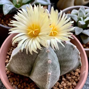 Astrophytum myriostigma quadricostatum | Star Cactus