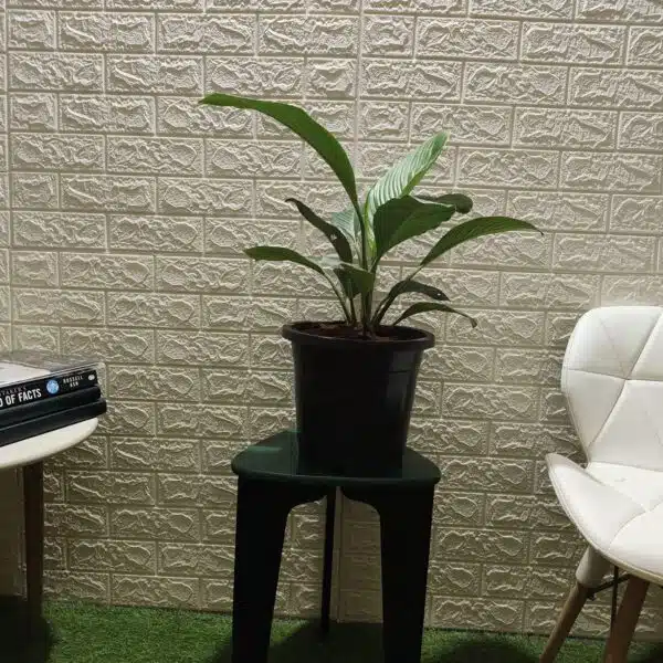 Spathiphyllum wallisii 'Sensation'(Giant Peace Lily) - Image 7